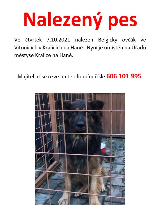 Nalezený pes Belgický ovčák.JPG